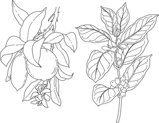 hand drawn citrus lemon and coffe arabica vector set with branch