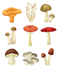 Wild forest edible and poisonous mushrooms set. Chanterelle, Enoki, King tumpet, Fly agaric, Oyster, Porcini vector illustration