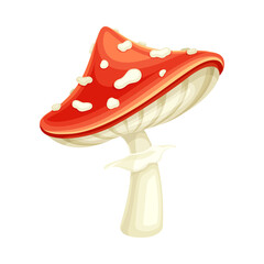 Red poisonous forest Amanita mushroom vector illustration on white background
