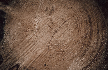 Przekrój drzewa © Dariusz