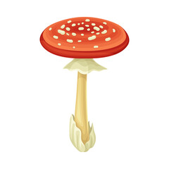 Fly agaric wild forest poisonous mushroom vector illustration