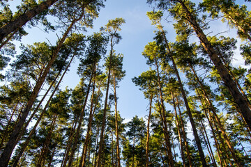 Bottom-up view of pine tops. Sunlight. Trunks and tops of pines against the sky