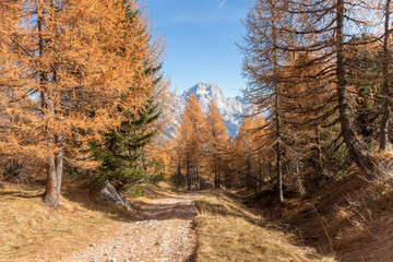 walking into the forest long a path in a cloudy autumnal day.