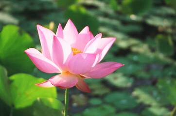 Lotus Flower