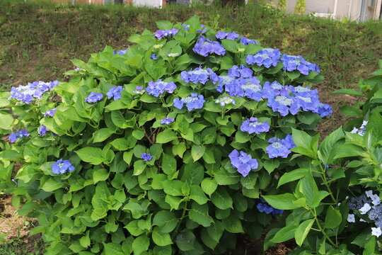 542 Best 日本固有種images Stock Photos Vectors Adobe Stock