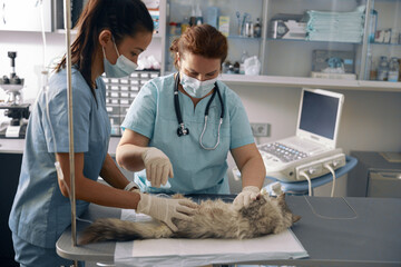 Veterinarian with intern take care of fluffy grey cat in modern hospital