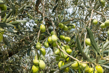 Olive tree branch with green olives
