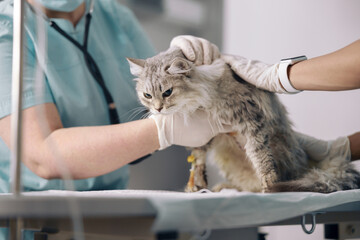 Veterinarians in latex gloves take care of ill cat on intravenous infusion in clinic