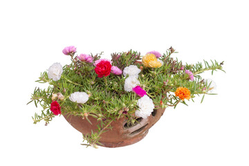 Colorful Portulaca flowers bloom in brown pot isolated on white background.