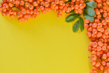 rowan branch on a yellow background, orange rowan berries with green leaves. background for text,...