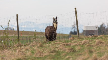 Alpaka looking towards the camera, standing behind a fence.