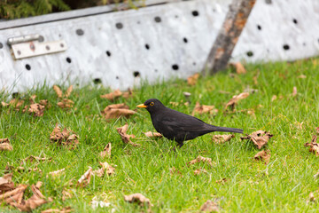Blackbird (turdus merula) standing in a meadow and searching for food.