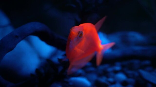 Close-up fluorescent Tetra fish glowing in blue light.