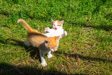 Naklejka na ściany i meble Two ginger kittens playing on green grass, close-up, copy space, pattern