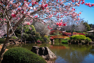 Cherry blossoms in Japanese garden. Toowoomba flower carnival.