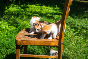 Three ginger kittens on a wooden chair against a background of green grass, close-up, copy space, template