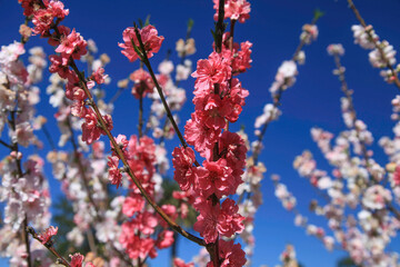 Cherry blossoms in Japanese garden. Toowoomba flower carnival.