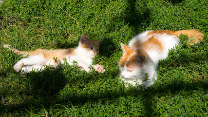 Ginger mother cat plays with ginger kitten on green grass, lawn, close-up, copy space, template