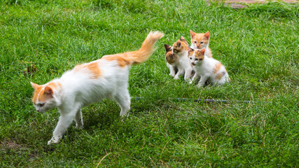 Mother ginger cat walking away from kittens on a green lawn, close up, copy space, template