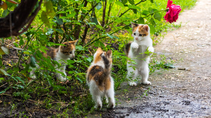 Three black and red kittens are playing in the rose bushes, close-up, copy space, pattern