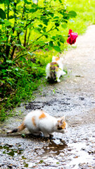 Black and red kitten sitting near a puddle, close-up, copy space, pattern