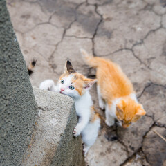 Black and red kitten climbs, climbs a concrete wall, close-up, copy space, pattern
