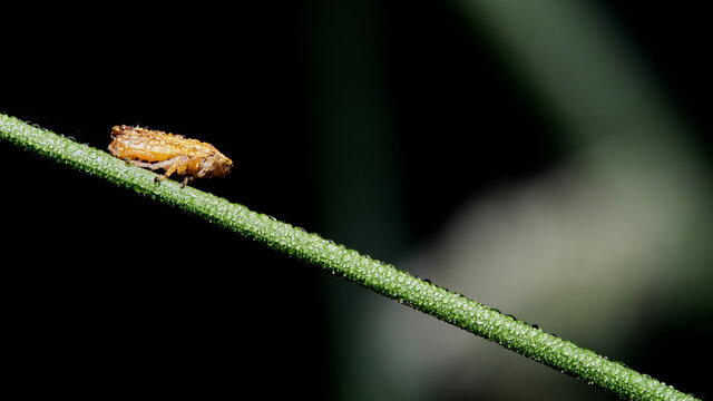 macro photo of a meadow froghopper (Philaenus spumarius)