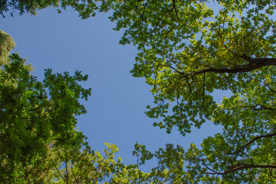 Horizontal branches with new green leaves against a clear blue sky.