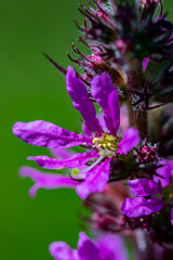Lythrum salicaria flower growing in field, close up shoot	