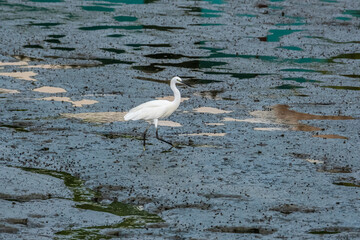 Closed up Little Egret (Egretta garzetta) walking in the seashore, Thailand