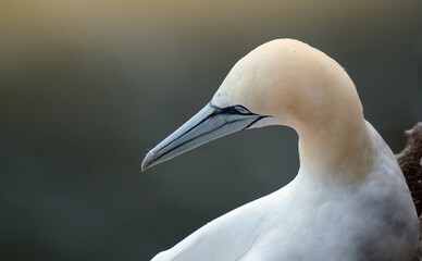Gannets are seabirds comprising the genus Morus, in the family Sulidae, closely related to boobies. "Gannet" is derived from Old English ganot, ultimately from the same Old Germanic root as "gander".