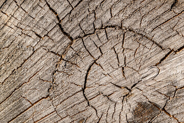 Fototapeta premium texture of an old tree cut