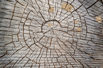 texture of an old tree cut