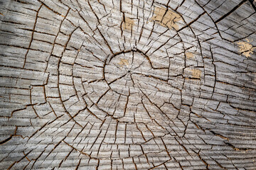 Fototapeta premium texture of an old tree cut
