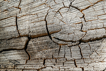 Fototapeta premium texture of an old tree cut