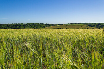 landscape wheat field