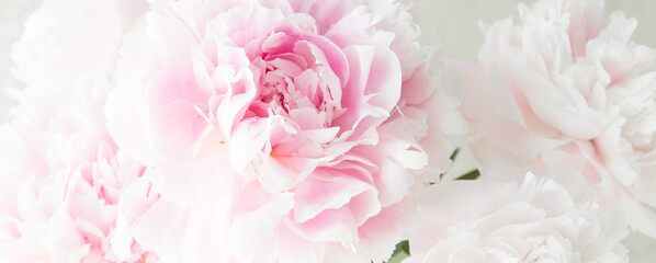 pink peonies on a light background