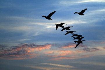 Wild geese in flight in evening light.