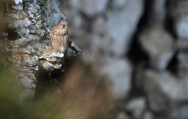 The common kestrel is a bird of prey species belonging to the kestrel group of the falcon family Falconidae