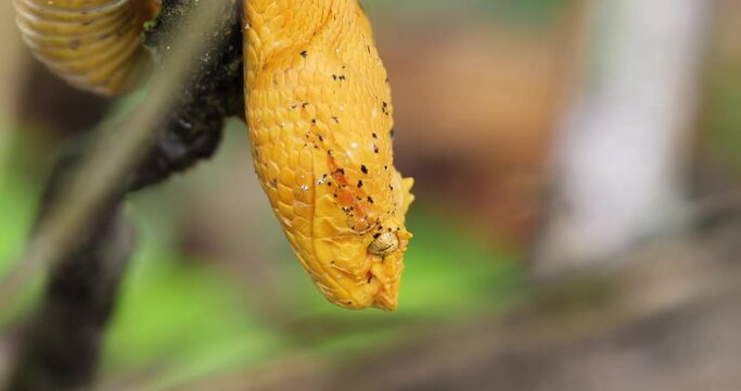 Eyelash Viper, Bothriechis schlegelii, Bocaraca, yellow color, oropel, closeup.