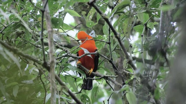 Wild Cock of the rocks, rupiocola peruvianus, lek session, looking at the camera