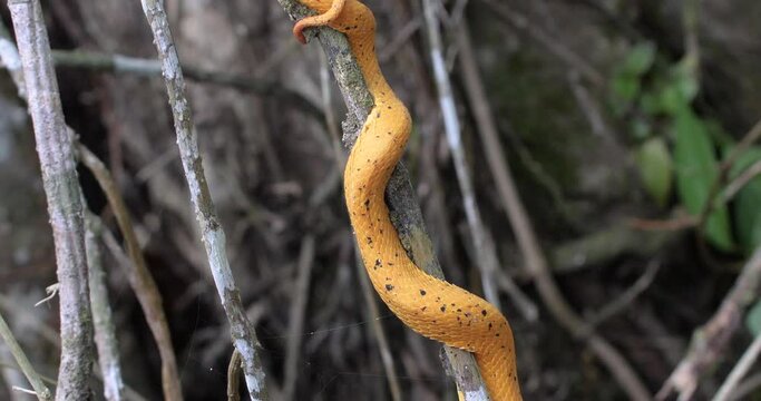 Eyelash Viper, Bothriechis schlegelii, Bocaraca, yellow color, female oropel. reveal shot