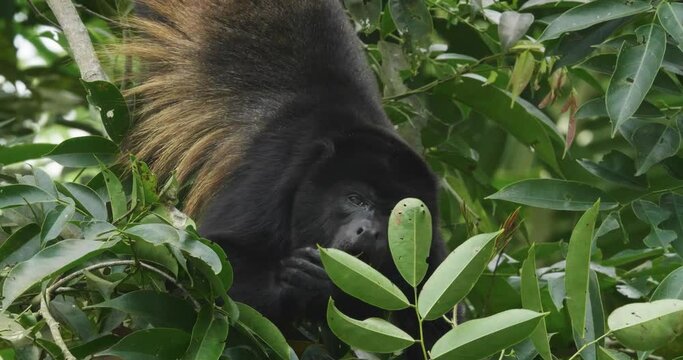 Howler monkey eating young  leaves, medium shot, golden mantled howler, Alouatta palliata palliata, real wildlife