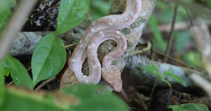 Eyelash Viper, Bothriechis schlegelii, Bocaraca, color gray- brownish, cinematic zoom