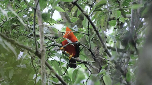 Tunki, cock of the rock, jumping and dancing, rupiocola peruvianus