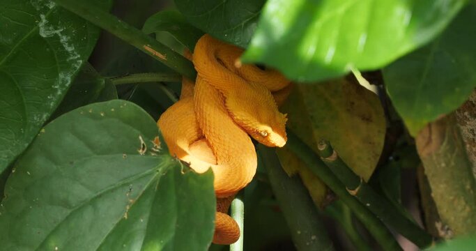 Eyelash viper, Bothriechis schlegelii, Bocaraca, oropel waiting for prey