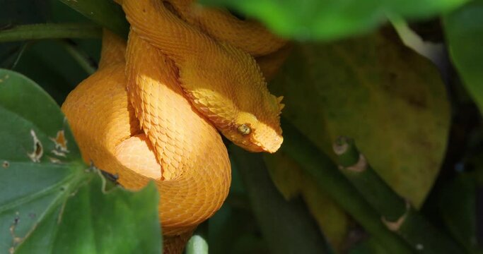 Eyelash Viper, Bothriechis schlegelii, Bocaraca, oropel, good light, medium shot.