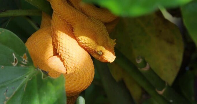 Eyelash Viper, Bothriechis schlegelii, Bocaraca, oropel, with a ant crossing over his eye