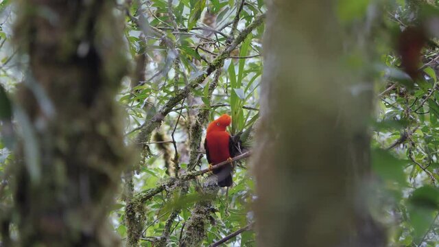 Cinematic focus in rupiocola peruvianus, andean cock of the rocks, tunki