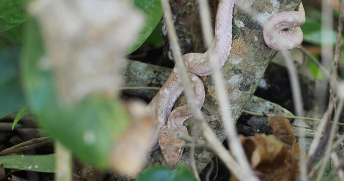 Eyelash Viper, Bothriechis schlegelii, Bocaraca, color gray- brownish, second angle